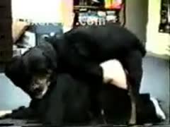 A massive Rottweiler is slapping his owner's bottom.